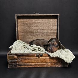 Walker - Shaded Cream - Cream male Dachshund puppy in Statesville, North Carolina from Lakeside Dachshunds