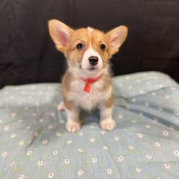 Sleepy - Red female Pembroke Welsh Corgi puppy in Barstow, California from Caldwell’s Corgis of Southern California