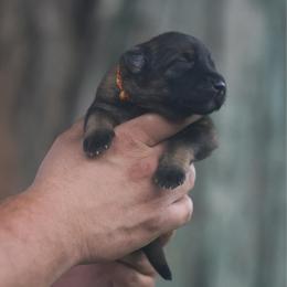 Orange Collar - Sable female German Shepherd puppy in Prospect, Connecticut from Di Massimo Canile