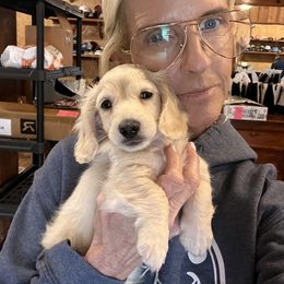 Dachshund Puppies from Chilidog Dachshunds