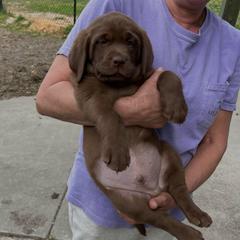 Rip lll - Chocolate male Labrador Retriever puppy in Norway, South Carolina from Shannon's Labrador Retrievers