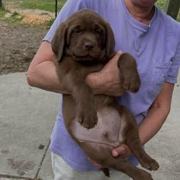 Rip lll - Chocolate male Labrador Retriever puppy in Norway, South Carolina from Shannon's Labrador Retrievers