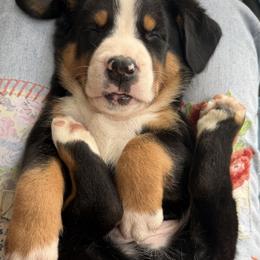 Greater Swiss Mountain Dog Puppies from Park Place Swissys