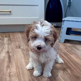 Aspen - Yellow and white female Bernedoodle puppy in Lincoln, Nebraska from GRand Doodles