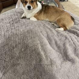 Freyja - Pembroke Welsh Corgi