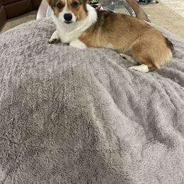 Freyja - Pembroke Welsh Corgi