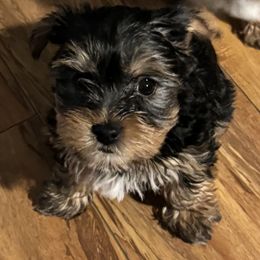 Yorkshire Terrier Puppies from Rumbaugh’s Yorkies