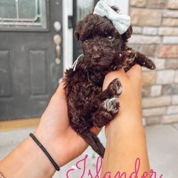 Islander - Chocolate female Goldendoodle puppy in Middletown, Ohio from Lady Doodle Farm
