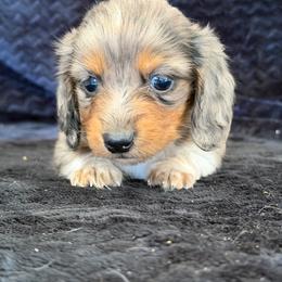 Arabella - Dapple female Dachshund puppy in Pflugerville, Texas from Dream A Dream Dachshunds