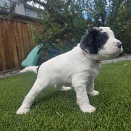 Ghost Red - Parti female Labradoodle puppy in Commerce City, Colorado from Playful Paws Labradoodles