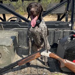Nelly Bell - German Shorthaired Pointer