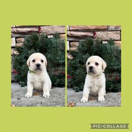 Green Collar Male - Yellow male Labrador Retriever puppy in Kissimmee, Florida from SunState Labs