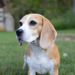 Buffy - Beagle