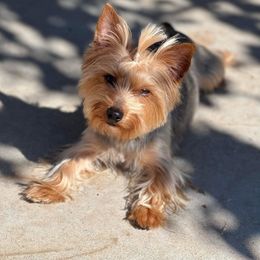 Piper - Yorkshire Terrier
