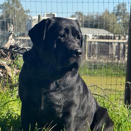 Absinthe - Black female Labrador Retriever puppy in Dixon, California from Rosslyn Labradors (Rose-Line)