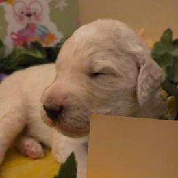 Boy 3 - male Poodle puppy in Tullahoma, Tennessee from Urban Hero Poodles
