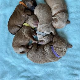 Whoodle puppies from Schmidt's K9s