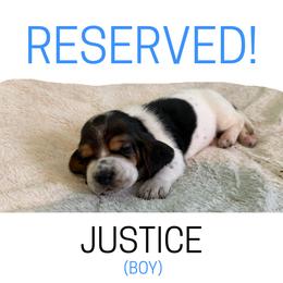 Justice - Black white and brown male Basset Hound puppy in San Tan Valley, Arizona from Liberty Bassets