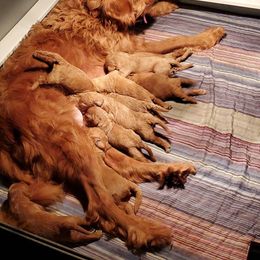 Goldendoodle Puppies from Denise Pound