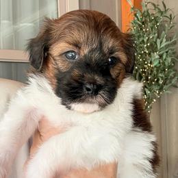 Dylan - Chocolate and white male Havapoo puppy in Roseburg, Oregon from Sharon’s Sheepadoodle’s