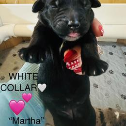 MARTHA - Black and white female Sheepadoodle puppy in Buffalo, Minnesota from Fur-ever Doodles