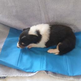 Stripe Temp Hold1 - Black white and tan male Collie puppy in St Stephens, Wyoming from Desert Kennels