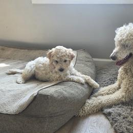 Bernedoodle Puppies from Doting Doodles