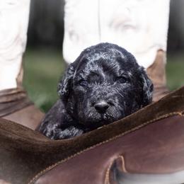 Baby boy - Black male Portuguese Water Dog puppy in Chatfield, Minnesota from Next Generation