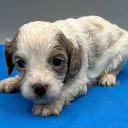 Tate - Cream male Cavapoo puppy in Burke, New York from Patti’s Puppies