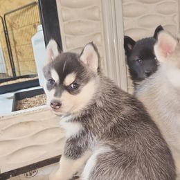Siberian Husky Puppies from Spirit of the Moon Siberians