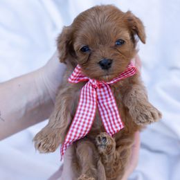 Pink - Red female Cavapoo puppy in Northport, Alabama from Alex Camp