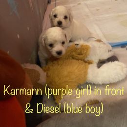 Bichon Frise Puppies from Southern Sands Bichons