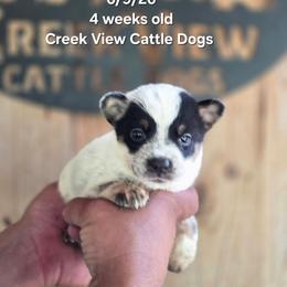 Girl 4 - Blue female Australian Cattle Dog puppy in Monroe, North Carolina from Creek View Cattle Dogs