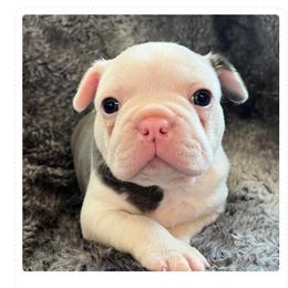 Jake - Blue male Boston Terrier puppy in Red Bluff, California from SunnyValley Bostons