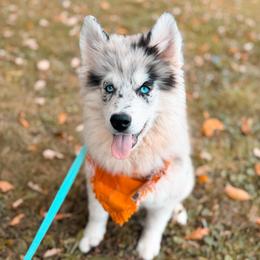 Echo - Merle male Pomsky puppy in Cleveland, Ohio from Lake Point Pomskies
