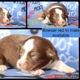 Bowser - Red tri-color male Australian Shepherd puppy in Squaw Valley, California from A&M Australian Shepherds