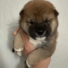 Boy 1 - Black and tan male Shiba Inu puppy in San Leandro, California from Nippo Shiba