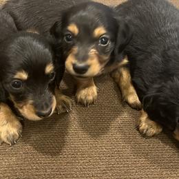 Dachshunds from Tippecanoe Mini Dachshund