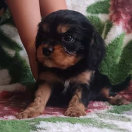 Joseph - Black and tan male Cavalier King Charles Spaniel puppy in Villa Rica, Georgia from Georgia Alabama Cavaliers