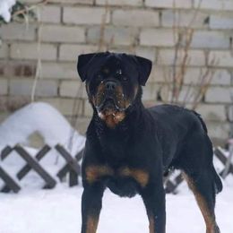 Rottweiler puppies from Von Insel Zu Berg Rottweilers