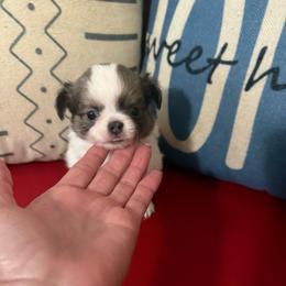 Bowie - Blue and white male Chihuahua puppy in Dime Box, Texas from Color Me Crazy Chihuahuas