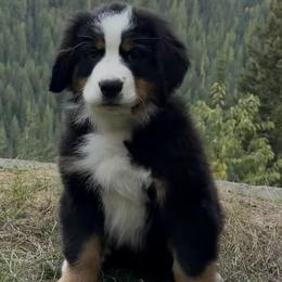 Clover - Black tan and white female Bernese Mountain Dog puppy in Saint Maries, Idaho from Rusty Brows Berners
