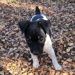 Boy 3 - Rat Terrier puppy from Angel Flight Kennel