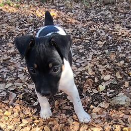 Boy 3 - Rat Terrier puppy from Angel Flight Kennel