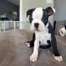 Toby - Black brindle and white male Boston Terrier puppy in Wildwood, Missouri from Belleville Bostons