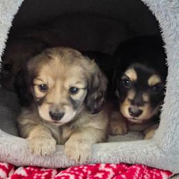 Isabelley - Black and cream female Dachshund puppy in Lebanon, Oregon from Willow Moons Dachshunds
