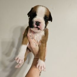 Boy 2 - Fawn male Boxer puppy in Piedmont, South Carolina from SmashBox Kennel