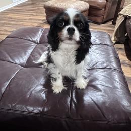 Dakota - Cavalier King Charles Spaniel