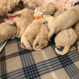 Goldendoodle, Schnoodle, and Sheepadoodle Puppies from Dood Ranch