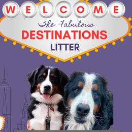 Bernese Mountain Dog puppies from OlliePups, LLC